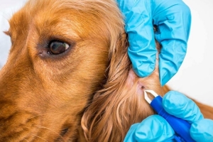 İZMİR-KARŞIYAKA Parazit Tedavisi