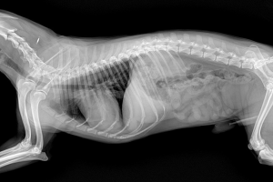 İZMİR-KARŞIYAKA Röntgen ve Laboratuvar Testleri